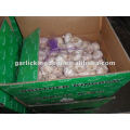 5.0cm red garlic 10kg loose carton